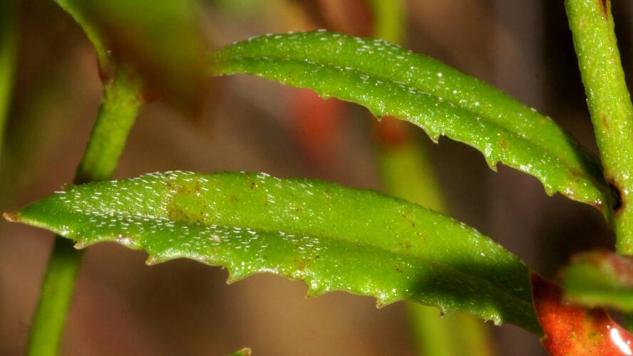 Small-leaf Raspwort (Gonocarpus tetragynus)