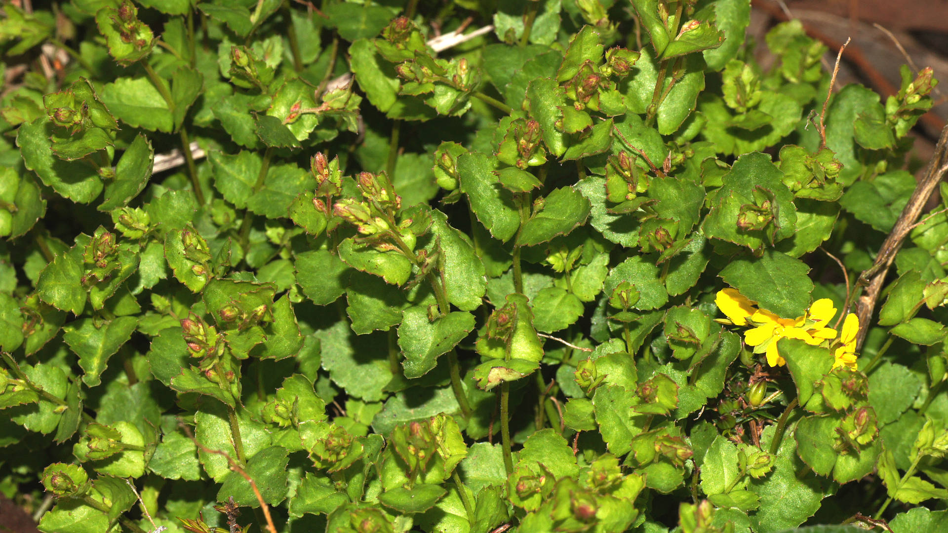 Broad-leaf Raspwort (Gonocarpus mezianus)