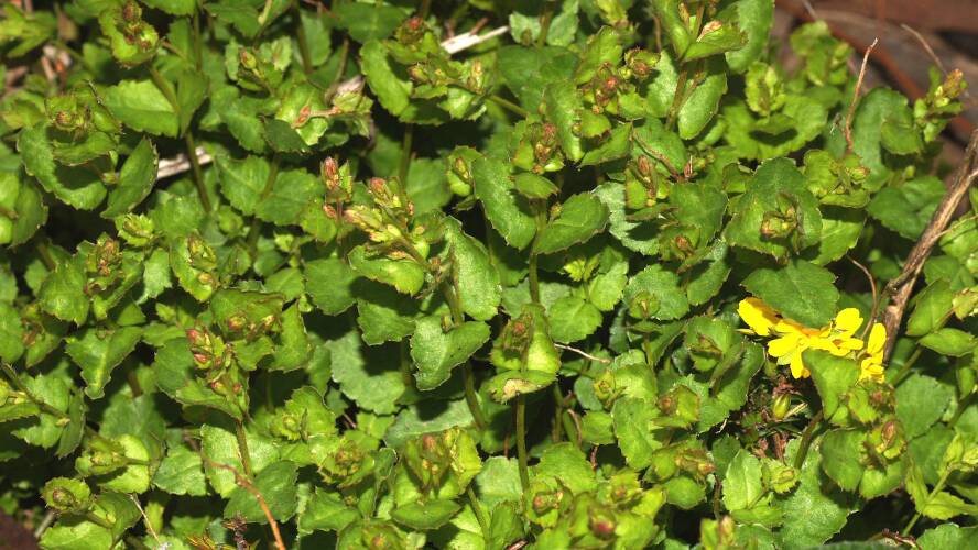 Broad-leaf Raspwort (Gonocarpus mezianus)