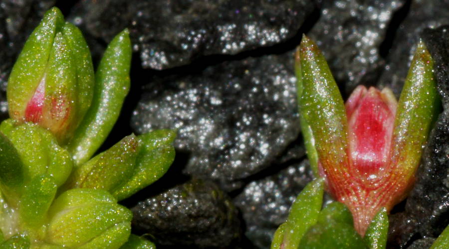 Spreading Stonecrop (Crassula decumbens)