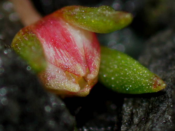 Spreading Stonecrop (Crassula decumbens)