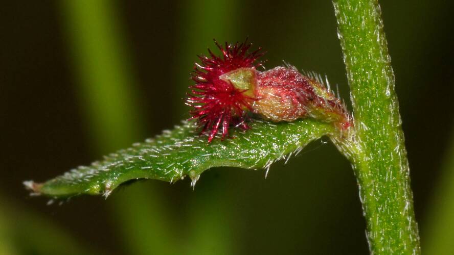 Small-leaf Raspwort (Gonocarpus tetragynus)