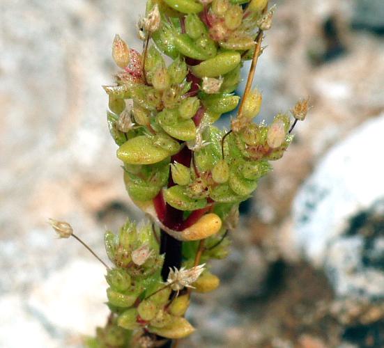 Australian Stonecrop (Crassula tetramera)