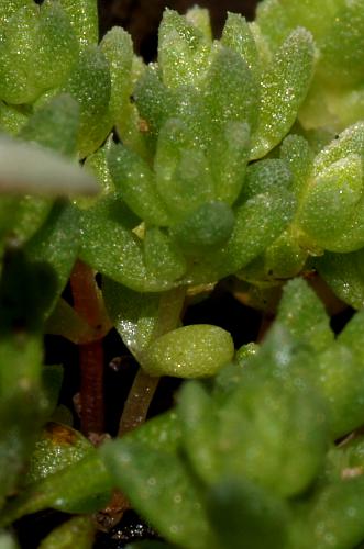 Australian Stonecrop (Crassula tetramera)