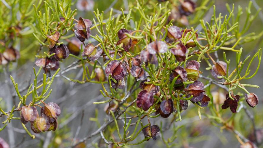 Desert Hop-bush (Dodonaea stenozyga)