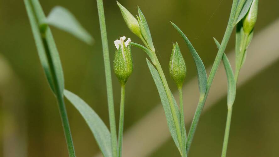 Native Flax (Linum marginale)