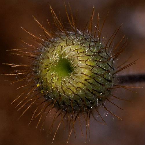 Wirewort (Asteridea athrixioides)