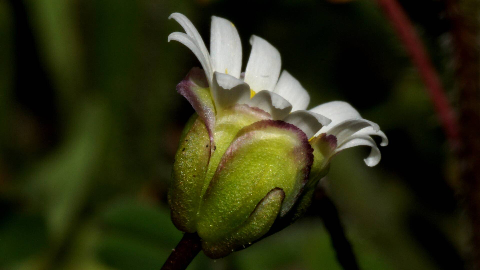 Hard-headed Daisy (Brachyscome lineariloba)