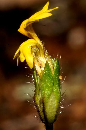 Small-flower Goodenia (Goodenia pusilliflora)