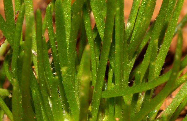 Grass Cushion (Isoetopsis graminifolia)