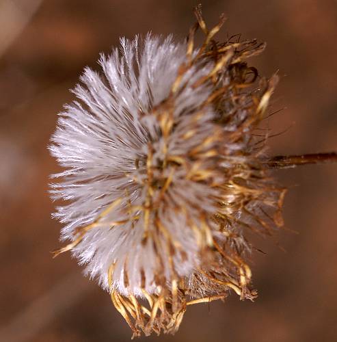 Wirewort (Asteridea athrixioides)