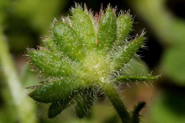 Hairy Burr-daisy (Calotis hispidula)