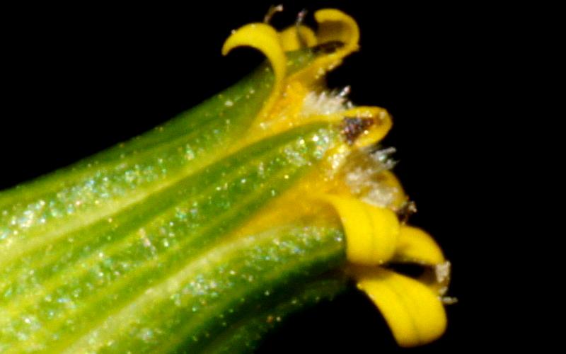 Annual Groundsel (Senecio glossanthus)
