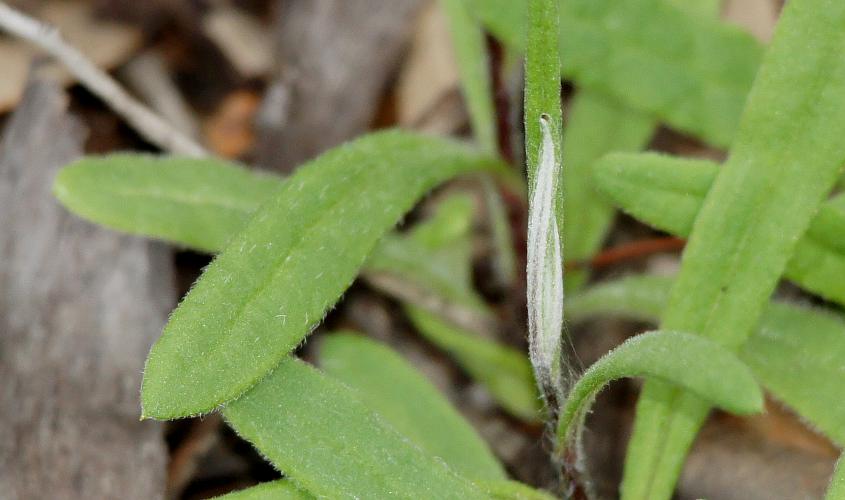 Satin Everlasting (Helichrysum leucopsideum)