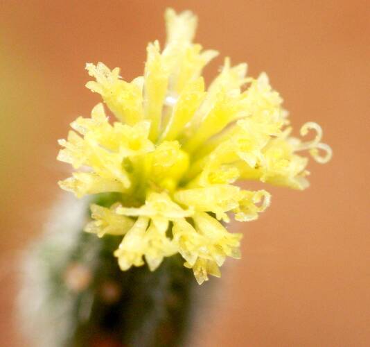 Soft Millotia (Millotia tenuifolia var tenuifolia)