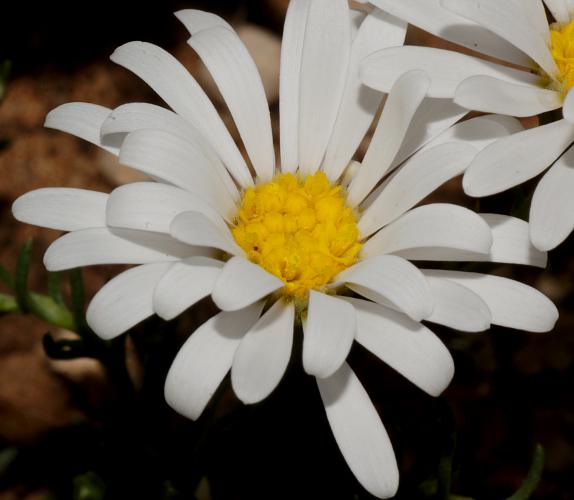 Minnie Daisy (Minuria leptophylla)