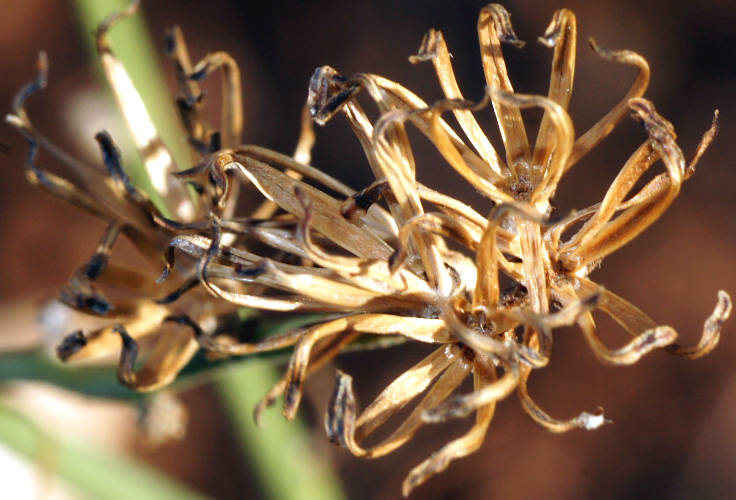 Skeleton Weed (Chondrilla juncea)