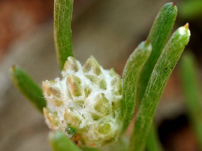 Dwarf Button-flower (Blennospora drummondii)