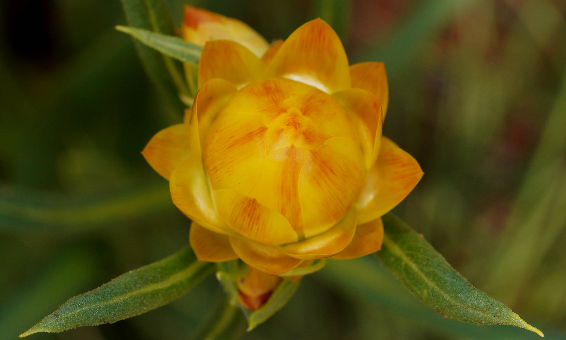 Golden Everlasting (Xerochrysum bracteatum)