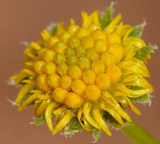Tangled Burr-daisy (Calotis erinacea)