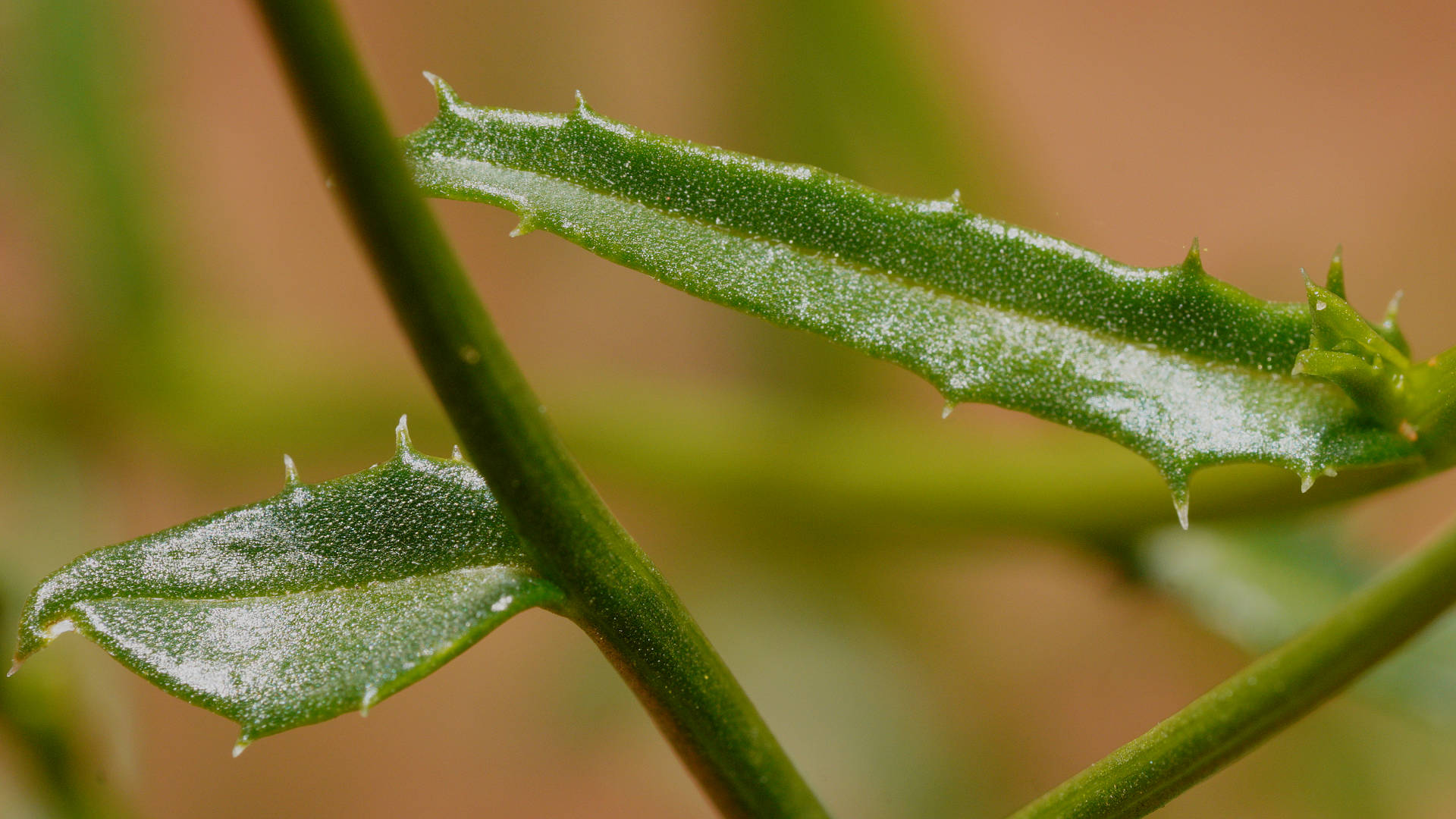 Tangled Burr-daisy (Calotis erinacea)