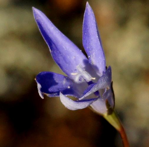 Bluebell (Wahlenbergia sp)