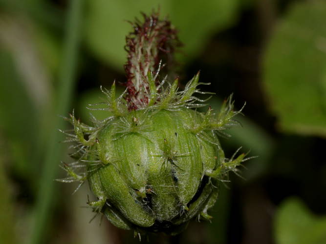 Capeweed (Arctotheca calendula)
