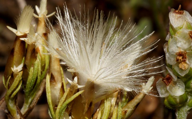 Pygmy Daisy (Rhodanthe pygmaea)