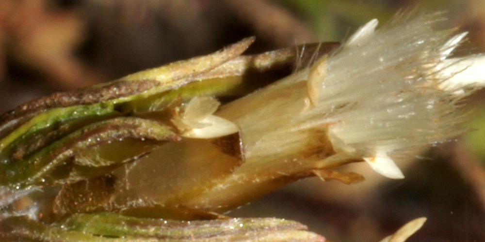 Pygmy Daisy (Rhodanthe pygmaea)