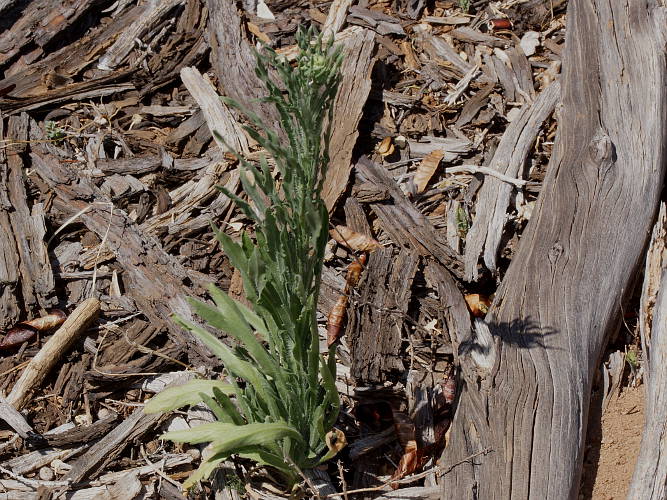 Flaxleaf Fleabane (Erigeron bonariensis)