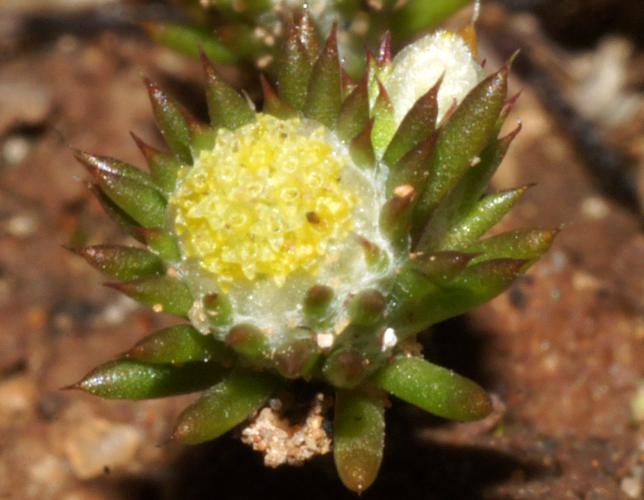 Stiff Cup-flower (Pogonolepis muelleriana)