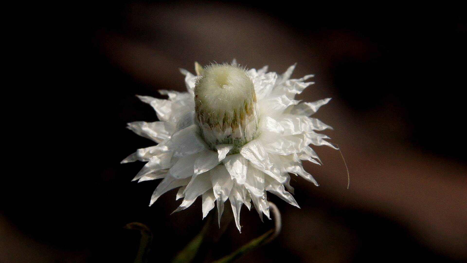 Satin Everlasting (Helichrysum leucopsideum)