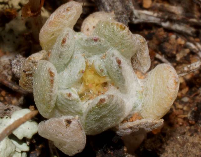 Swamp Star (Actinobole uliginosum)