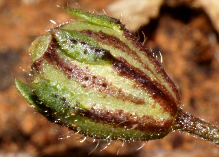 Cut-leaf Goodenia (Goodenia pinnatifida)
