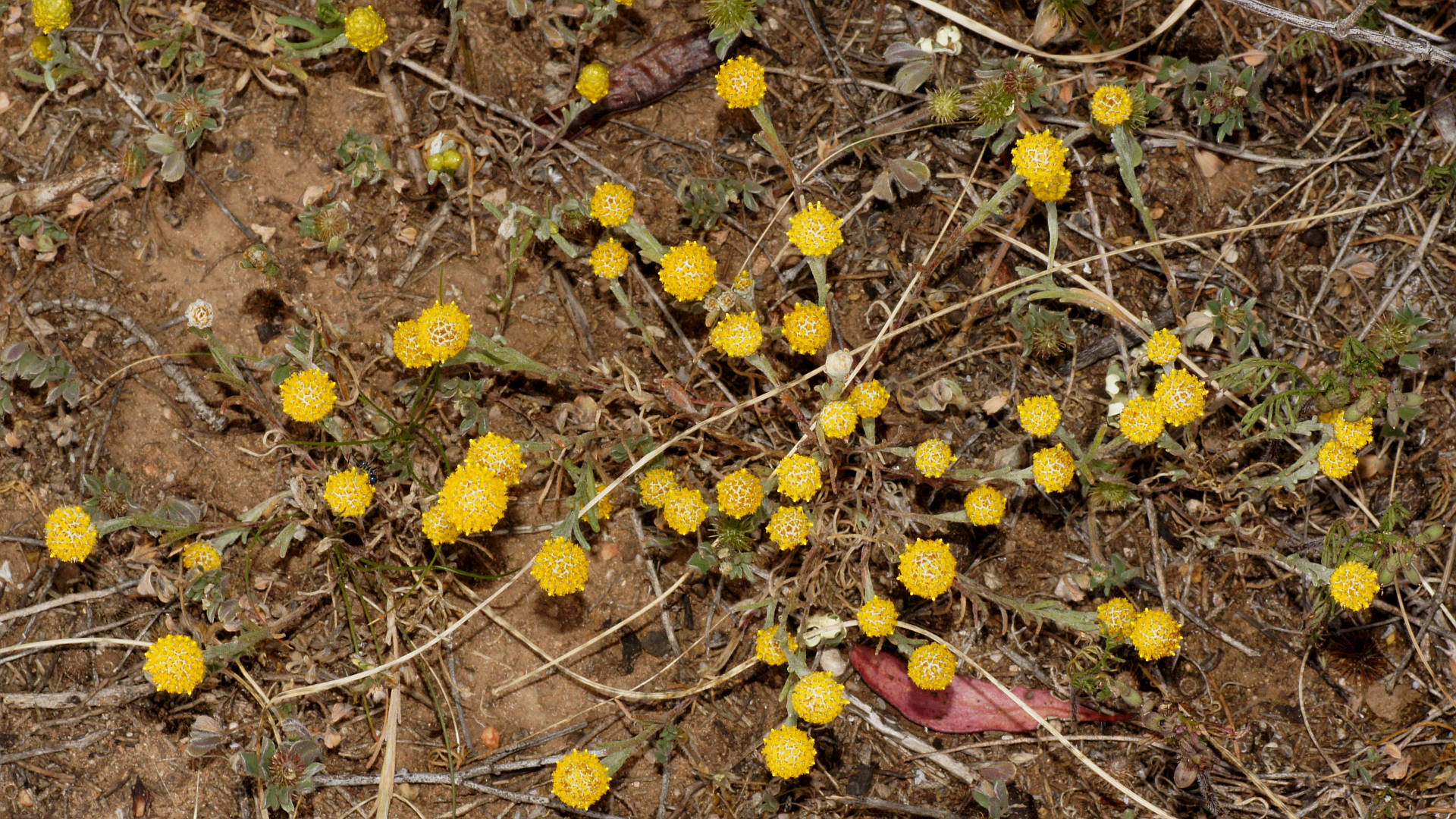 Woolly Yellow-heads (Trichanthodium skirrophorum)