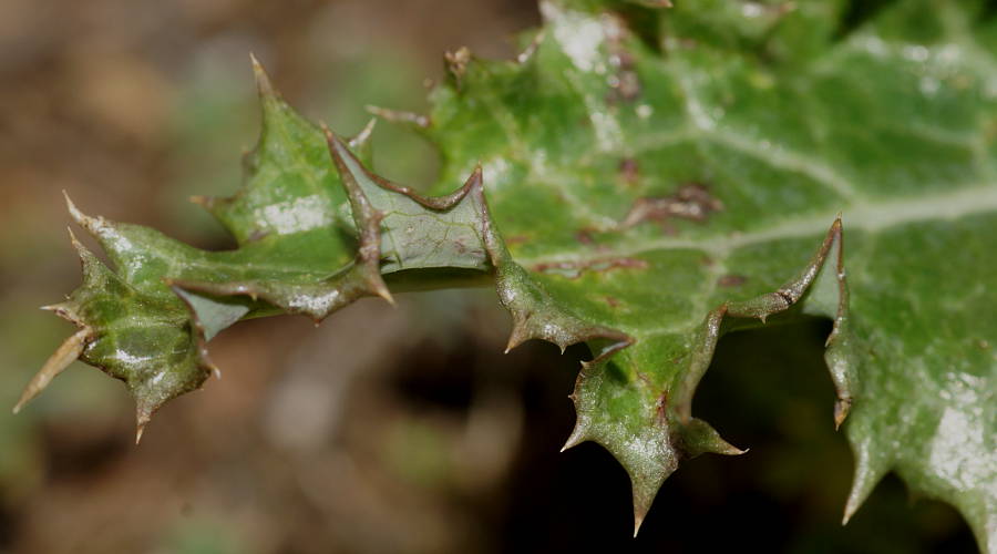 Prickly Sow Thistle (Sonchus asper)