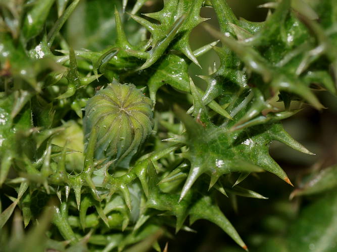 Prickly Sow Thistle (Sonchus asper)