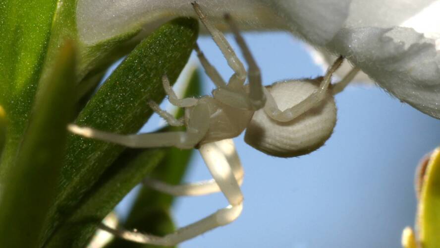 Milky Flower Spider (Zygometis xanthogaster)