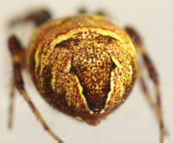 Small Orb Spider (Gea theridioides)