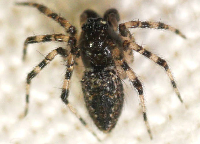 Ant-eating Spider (Euryopis sp)