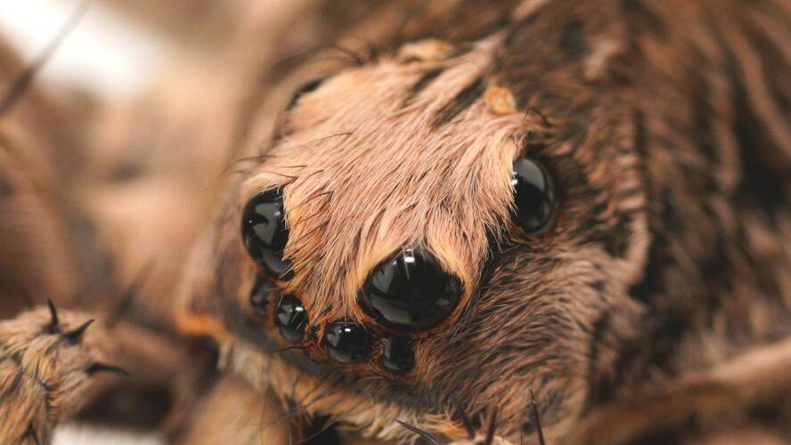 Tiger Wolf Spider (Hoggicosa castanea)