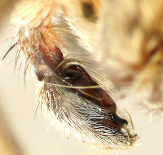 Mottled-leg Prowling Spider (Miturgidae sp ES01)