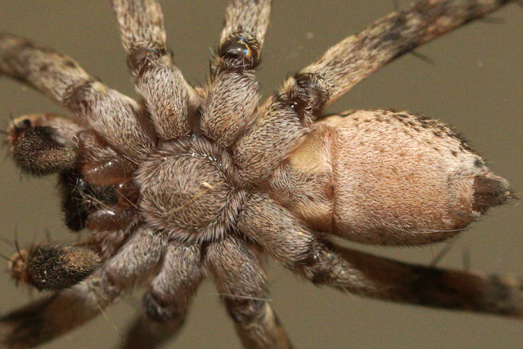 Mottled-leg Prowling Spider (Miturgidae sp ES01)