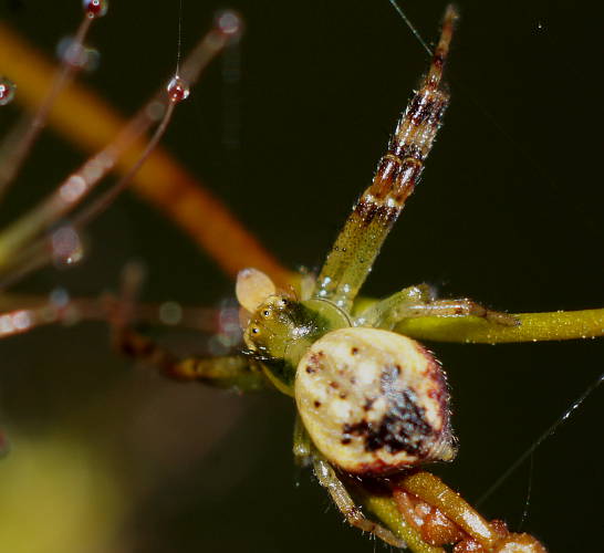 Blood-spattered Crab Spider (Australomisidia cruentata)