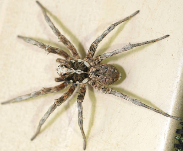 Undescribed Wolf Spider (Lycosidae sp ES08)