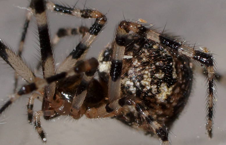 Theridiid Spider (Theridiidae sp)