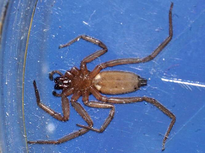 Flat Ground Spider (Hemicloea sp)