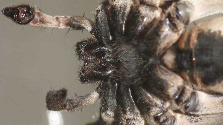 Two-toned Wolf Spider (Hoggicosa forresti)