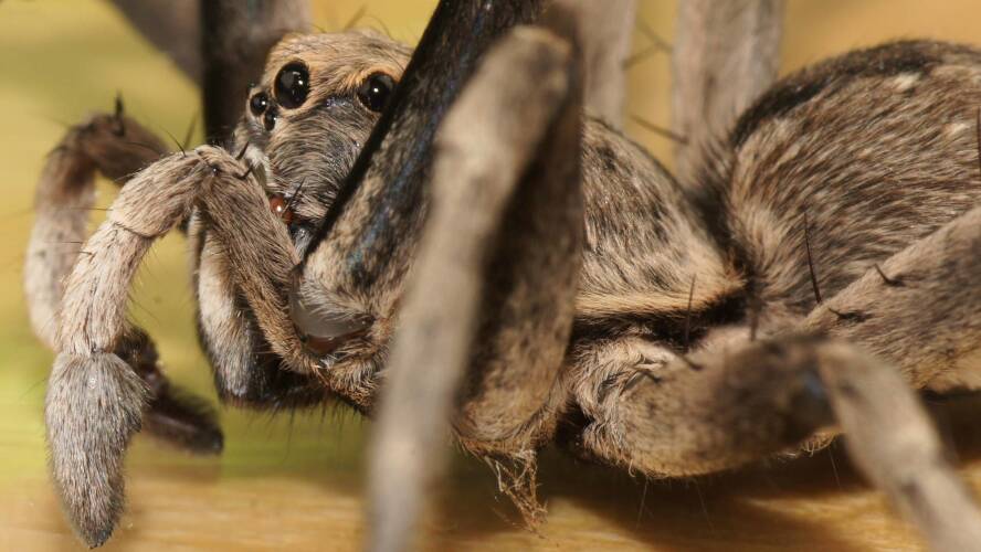 Two-toned Wolf Spider (Hoggicosa forresti)