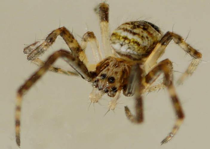 Small Orb Spider (Gea theridioides)